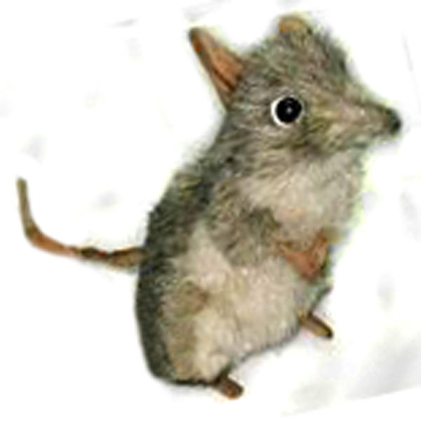 hansa elephant mouse